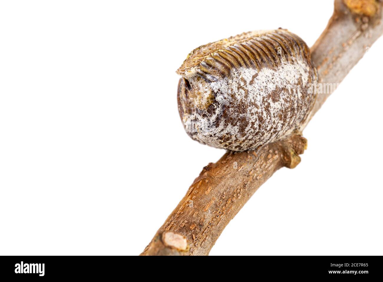 Fermeture de la gousse d'œufs séchés de Mantis collée à la branche sèche du safran sur fond blanc. Banque D'Images