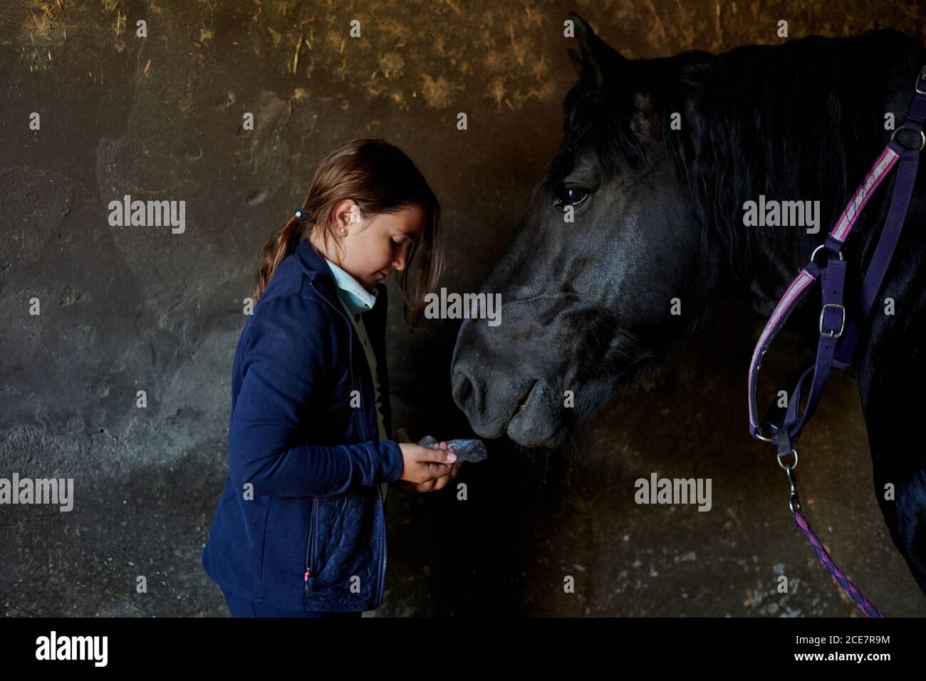 Cheval Tendre Banque D Image Et Photos Alamy Cheval Tendre Banque D Image Et Photos Alamy