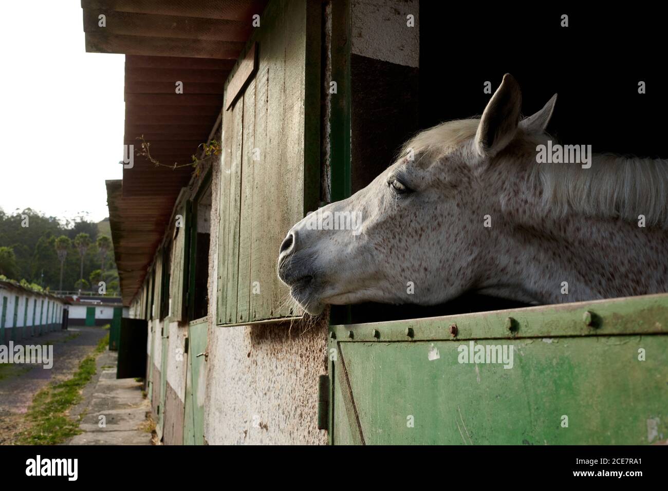 Cheval debout dans l'écurie le jour ensoleillé Banque D'Images