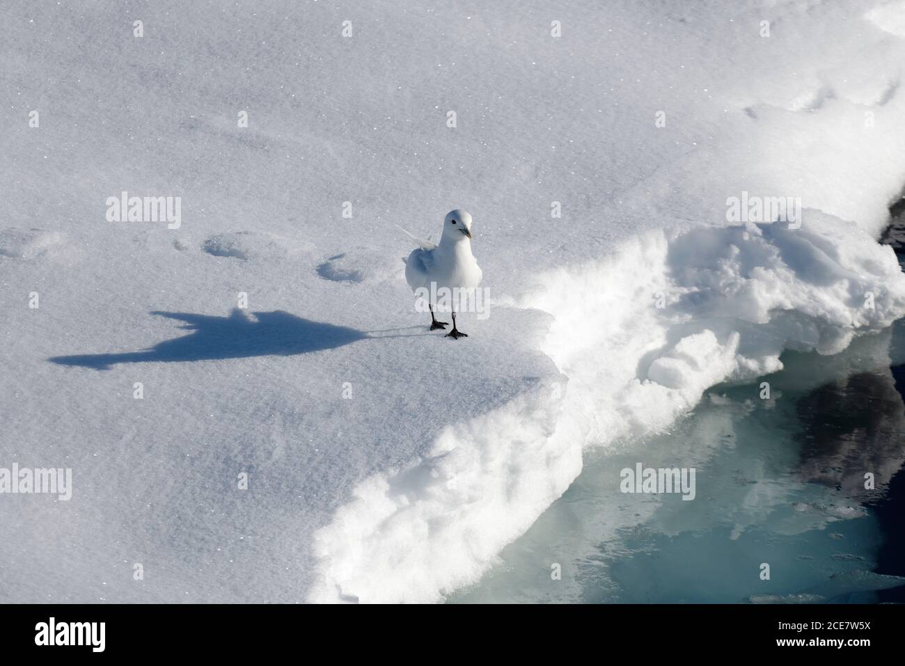 Guette d'Ivoire (Pagophila eburnea) marchant sur la banquise du Svalbard, Norvège, Europe Banque D'Images