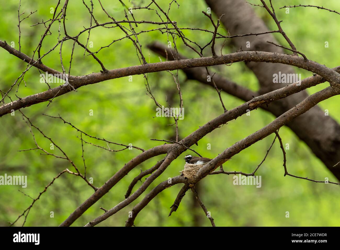 Queue de fantail à gorge blanche dans son nid pendant la saison de reproduction à mousson au parc national de keoladeo ou au sanctuaire d'oiseaux de bharatpur en inde Rhipidura albicollis Banque D'Images