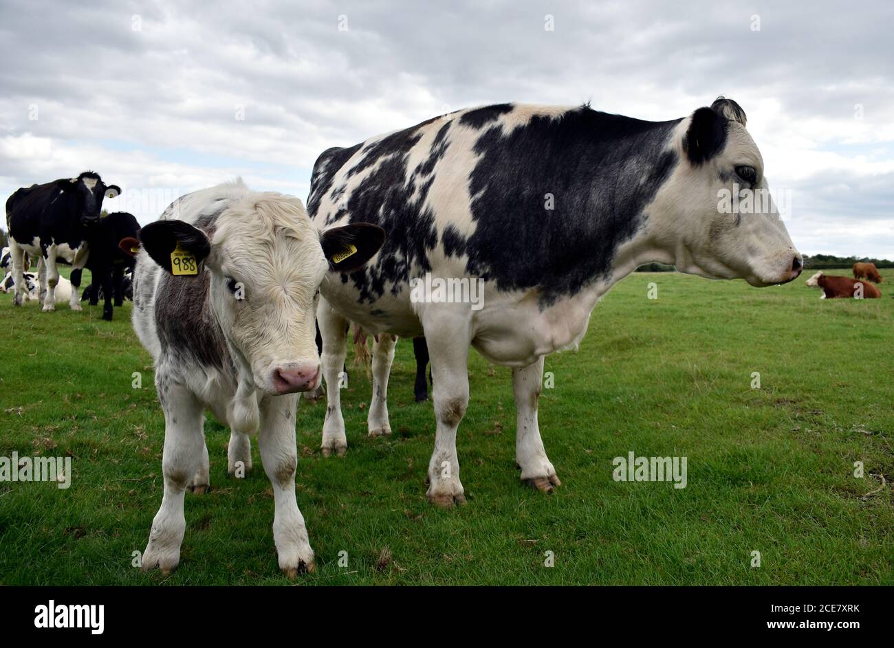 Vaches - les veaux marqués par la mère et l'oreille se tiennent ensemble sur une ferme de bétail broutant les terres près de leur troupeau dans Buckinghamshire Royaume-Uni, fin août. Banque D'Images