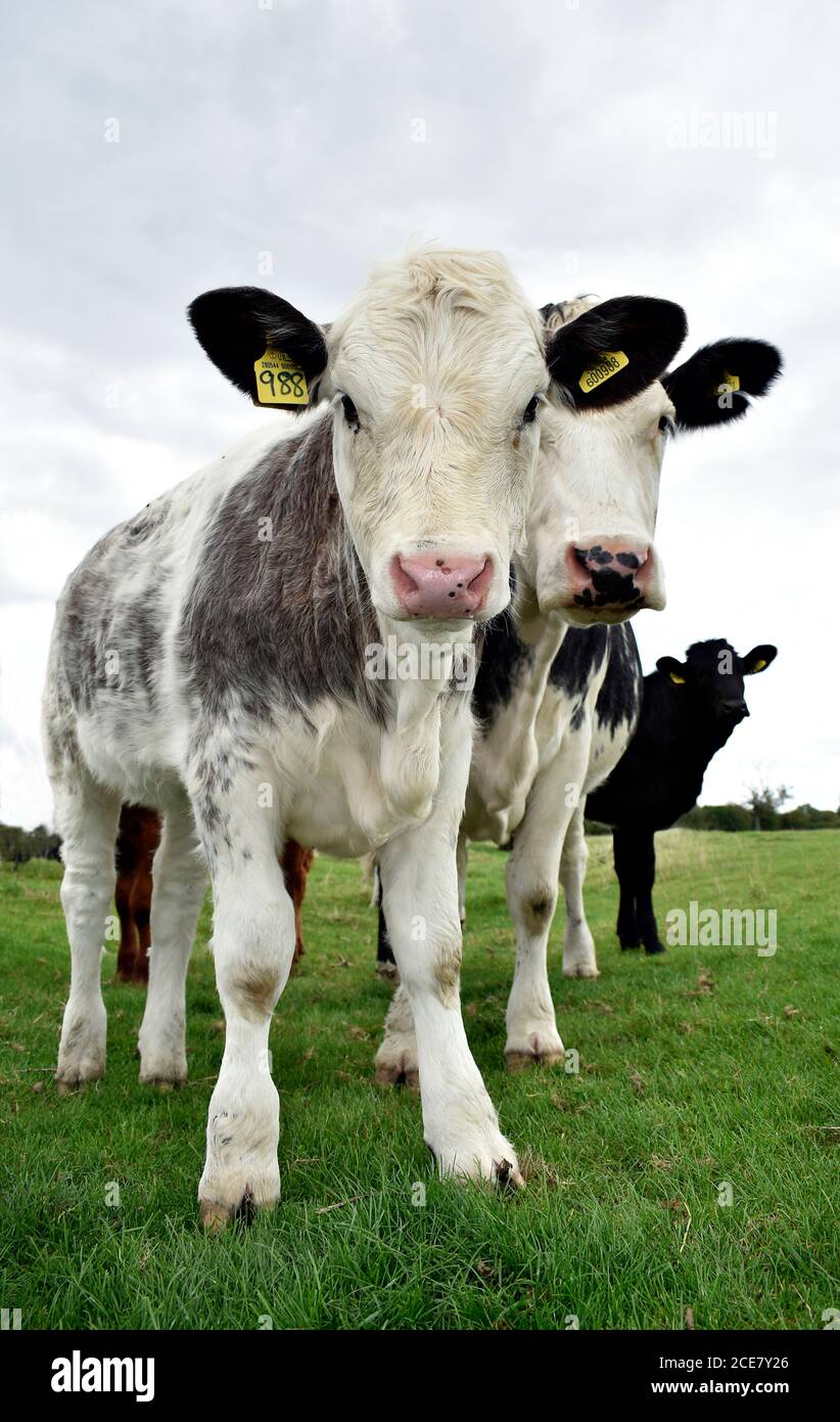 Le veau de vache avec des étiquettes de bétail numéros d'identification sur les deux oreilles se tient sur la terre de pâturage ferme avec sa mère dans Buckinghamshire Angleterre fin août. Banque D'Images