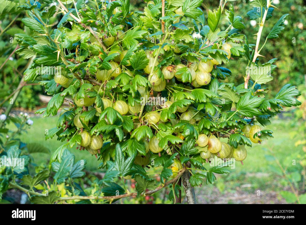 Brousse de groseilles à baies presque mûres dans le jardin, en Allemagne Banque D'Images