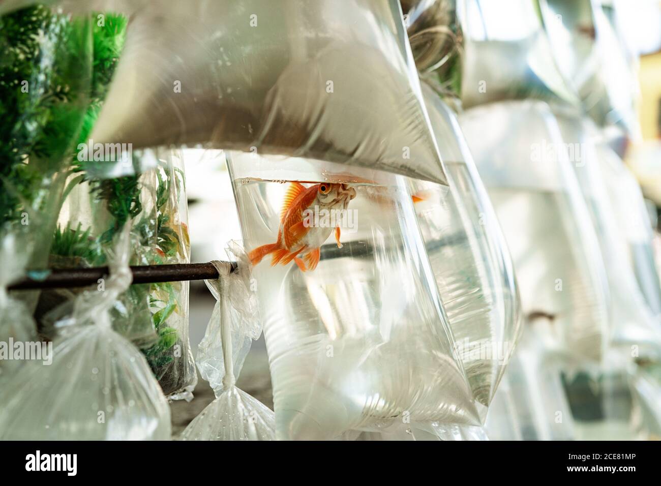 Assortiment de poissons nageant dans l'eau dans des sacs en plastique transparent marché rural local Banque D'Images