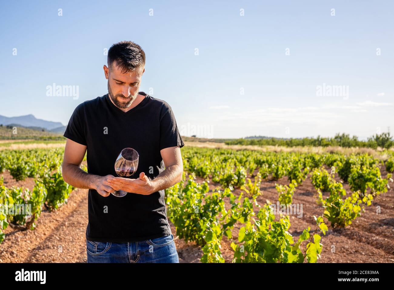 Vue latérale jeune vigneron dans une chemise noire décontractée main avec un verre de vin rouge et de vérifier la qualité pendant travail sur la plantation ensoleillée Banque D'Images