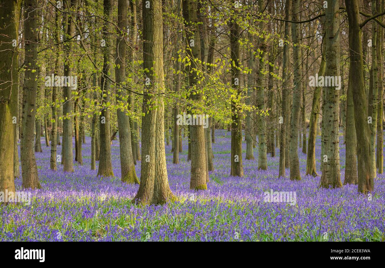 Un beau tapis de printemps de Bluebells dans la campagne britannique. Banque D'Images