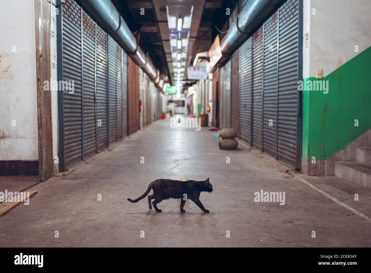 Chat noir traversant un passage souterrain pavé vide étroit avec volets métalliques fermés en ville Banque D'Images