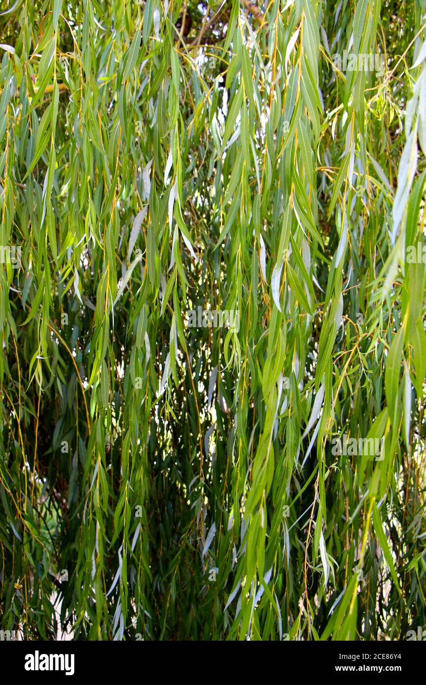Saule de Babylone ou saule de Weeping Salix babylonica gros plan feuilles denses Banque D'Images