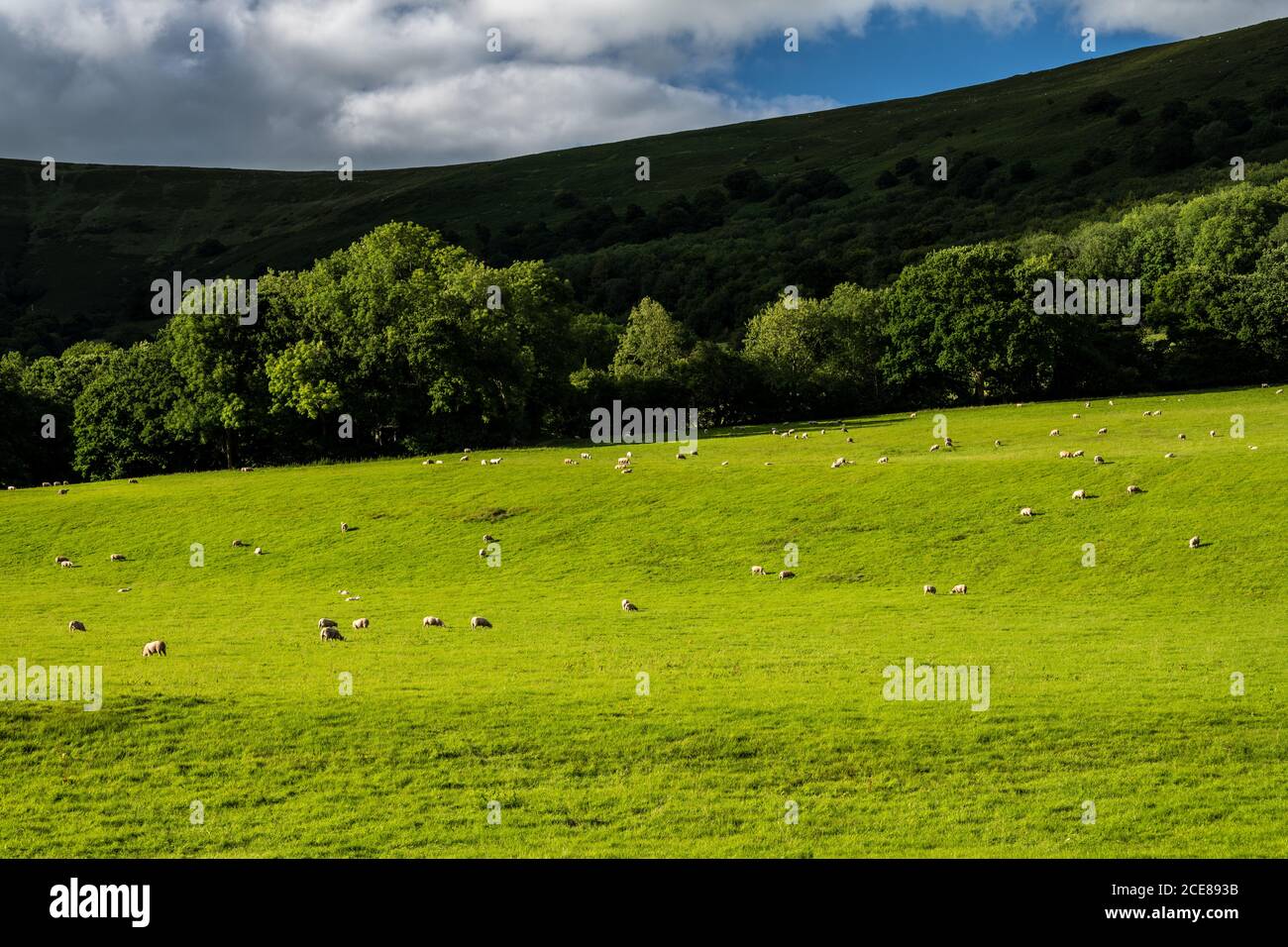 Les moutons se broutent dans les pâturages de la vallée de l'Ewyas sous la crête de Hatterrall des montagnes noires à Llanthony, dans le sud du pays de Galles. Banque D'Images