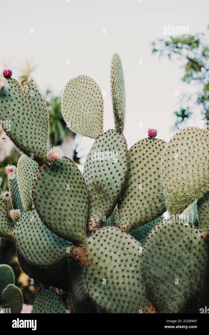 Angle élevé de plantes cactus vert pickly avec fleur délicate fleurs en serre Banque D'Images