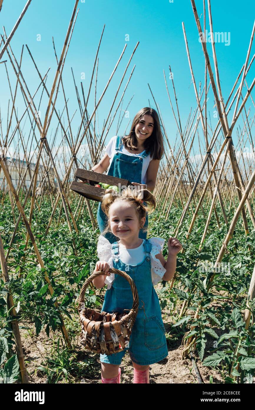 Joyeux horticulteur en cueillant des tomates avec sa fille dans la serre Banque D'Images