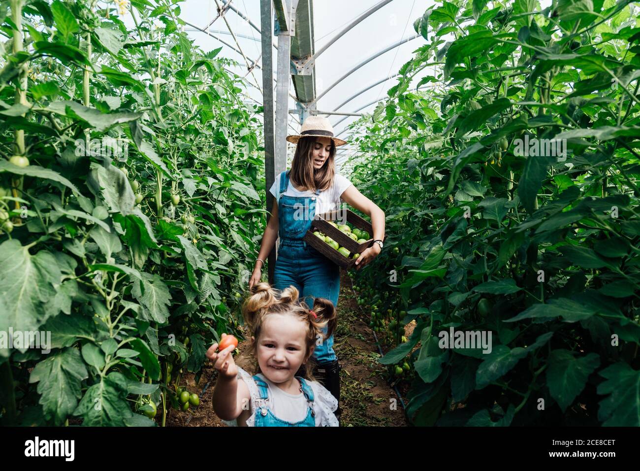 Joyeux horticulteur en cueillant des tomates avec sa fille dans la serre Banque D'Images