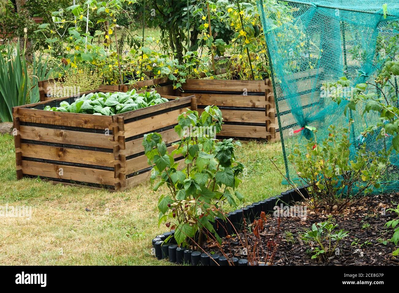 Lit surélevé dans le jardin potager cultivant des légumes Banque D'Images