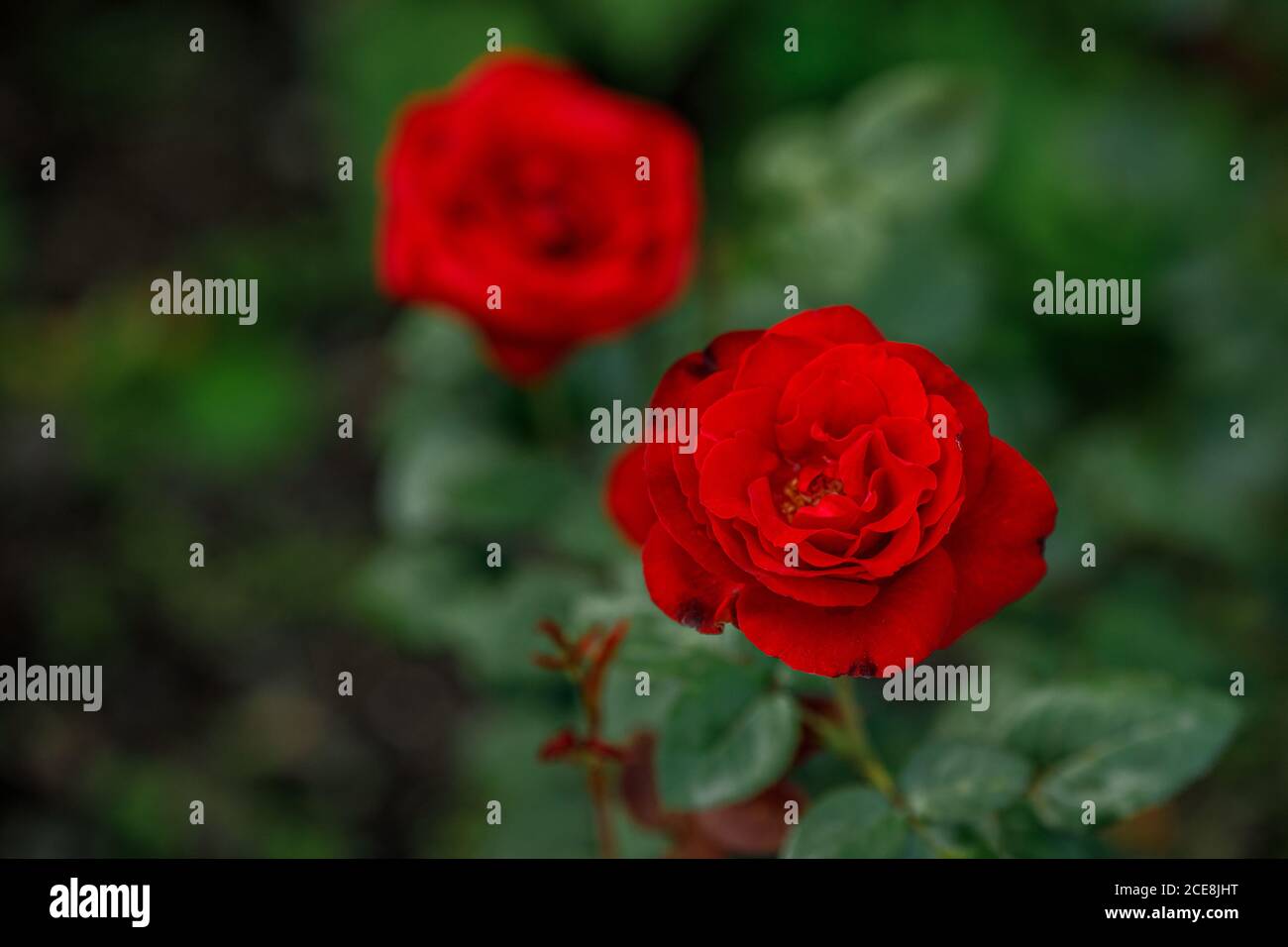Grandes roses rouges dans le jardin, vue de dessus, mise au point sélective Banque D'Images