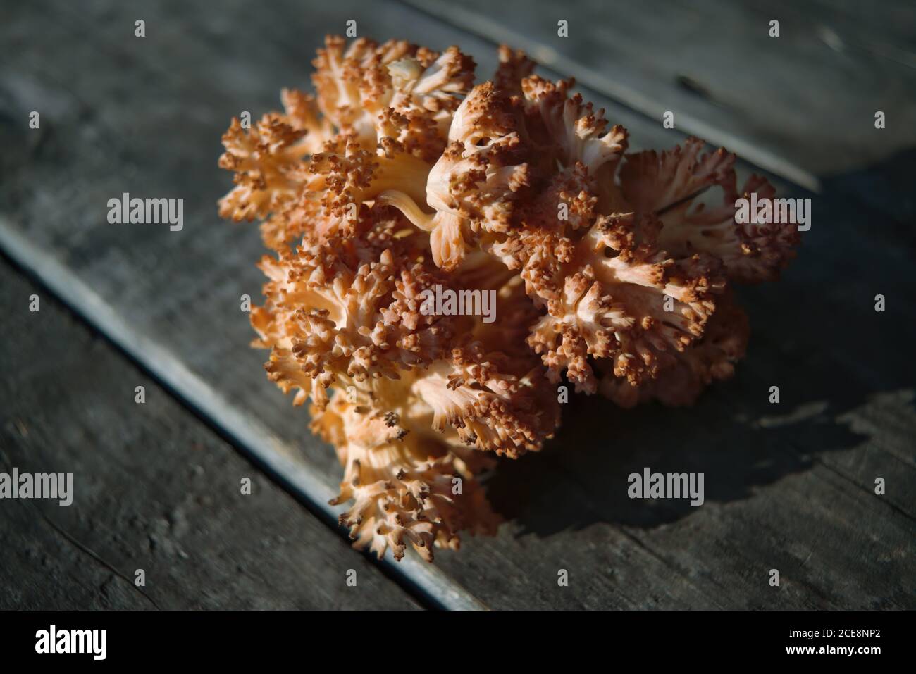 Champignons comestibles Ramaria flava sur le fond d'une vieille table en bois de près. Banque D'Images