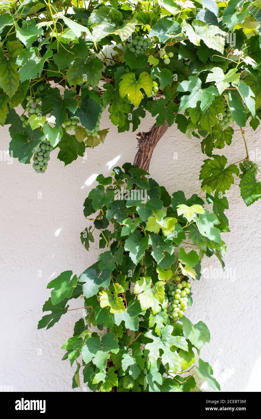Grapevine avec des raisins blancs poussant contre le mur peint blanc - Allemagne Banque D'Images