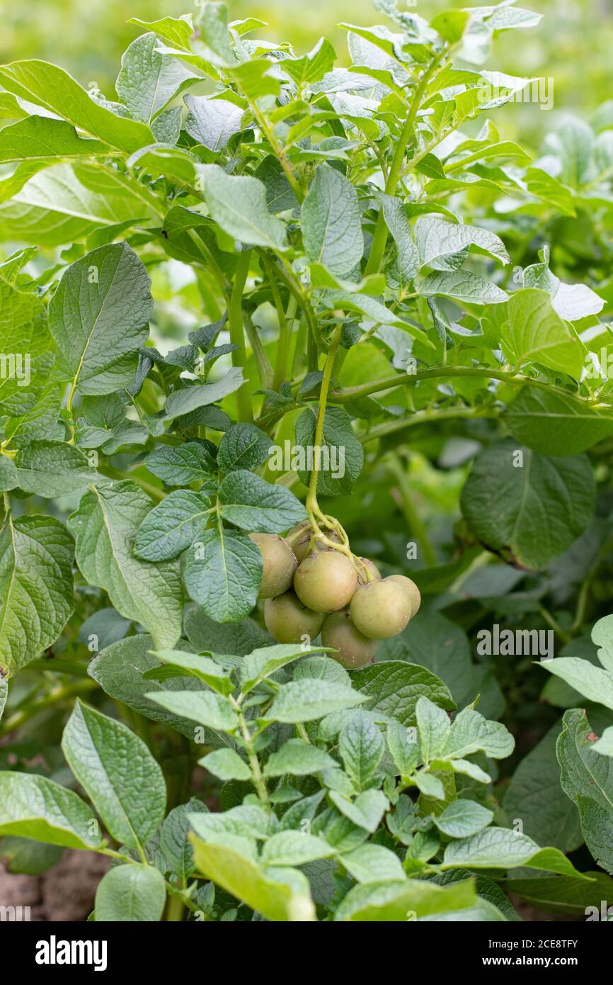 Fruits de pomme de terre poussant sur la plante de pomme de terre Banque D'Images