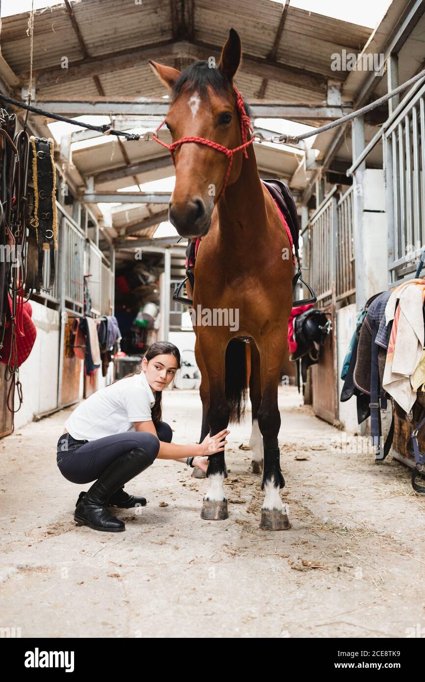Dressage Horse Banque d'image et photos Alamy