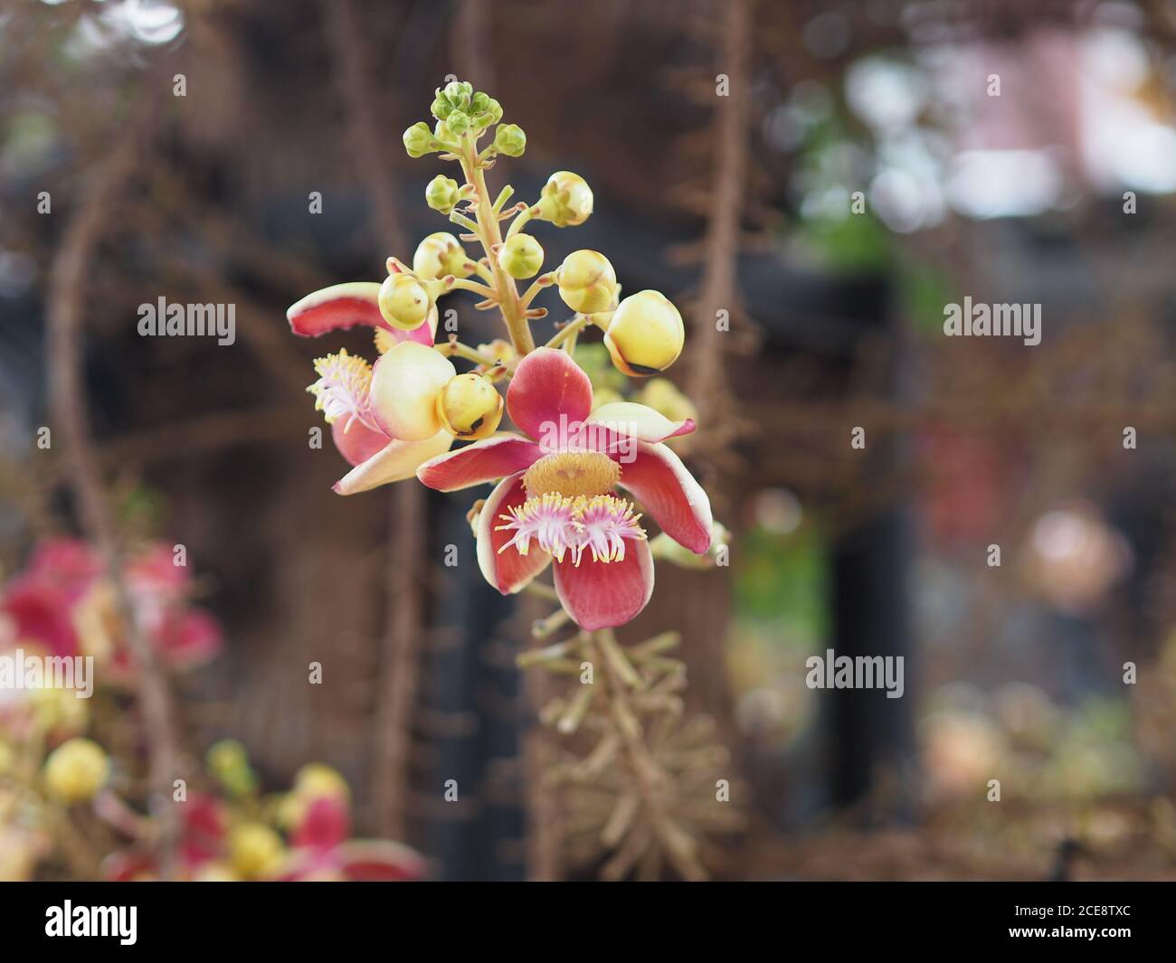 Shorea robusta, Dipterocarpaceae, Couroupita guianensis Aubl., Sal fleur rose en fleurs dans le jardin sur fond de nature floue Banque D'Images