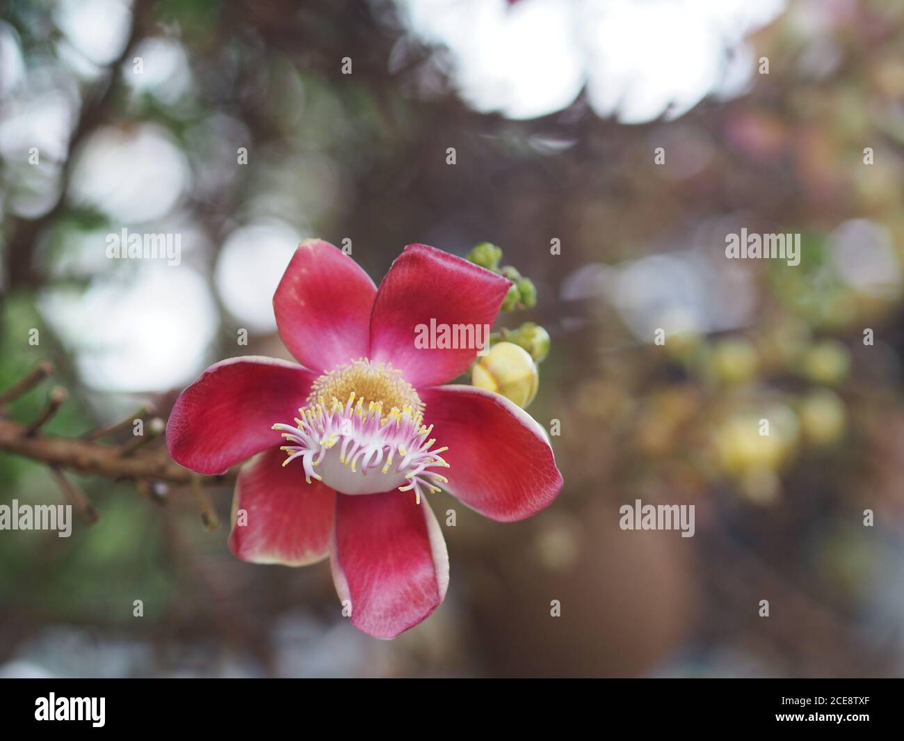 Shorea robusta, Dipterocarpaceae, Couroupita guianensis Aubl., Sal fleur rose en fleurs dans le jardin sur fond de nature floue Banque D'Images