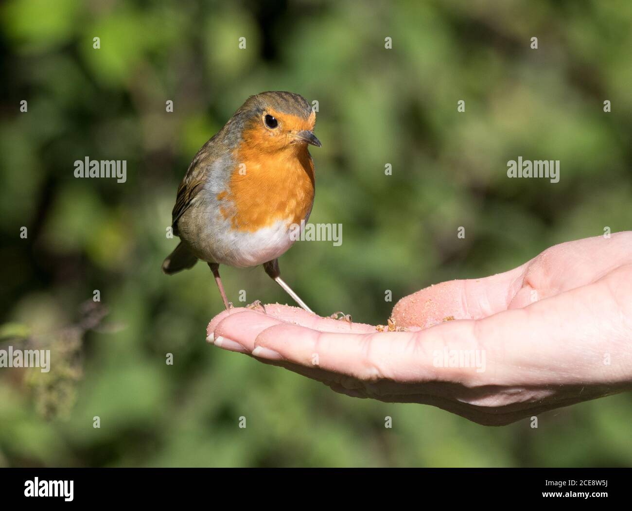 Robin (erithacus rubecula) alimentation des mains Banque D'Images