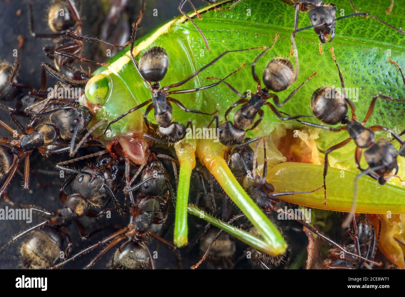 Gros plan d'un groupe de fourmis mangeant ou se déplaçant morts gros le cricket vert dans la nature Banque D'Images