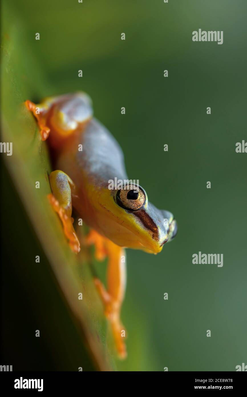 De plus, gros plan de la petite grenouille d'arum ou du roseau d'Horstock grenouille avec pieds orange vif assis sur la feuille verte Banque D'Images