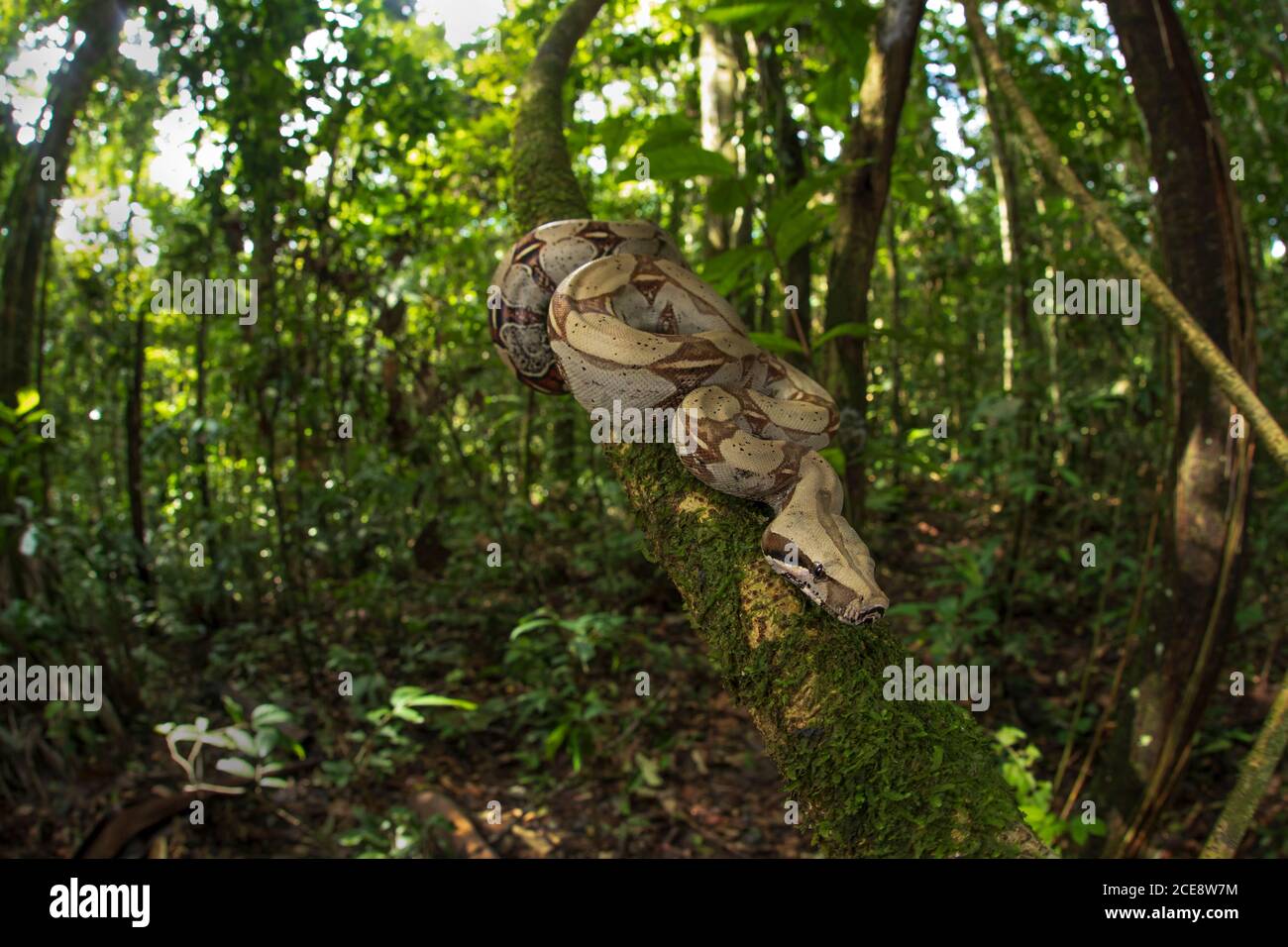 Boa constricteur suspendu de l'arbre de mousse dans les bois Banque D'Images