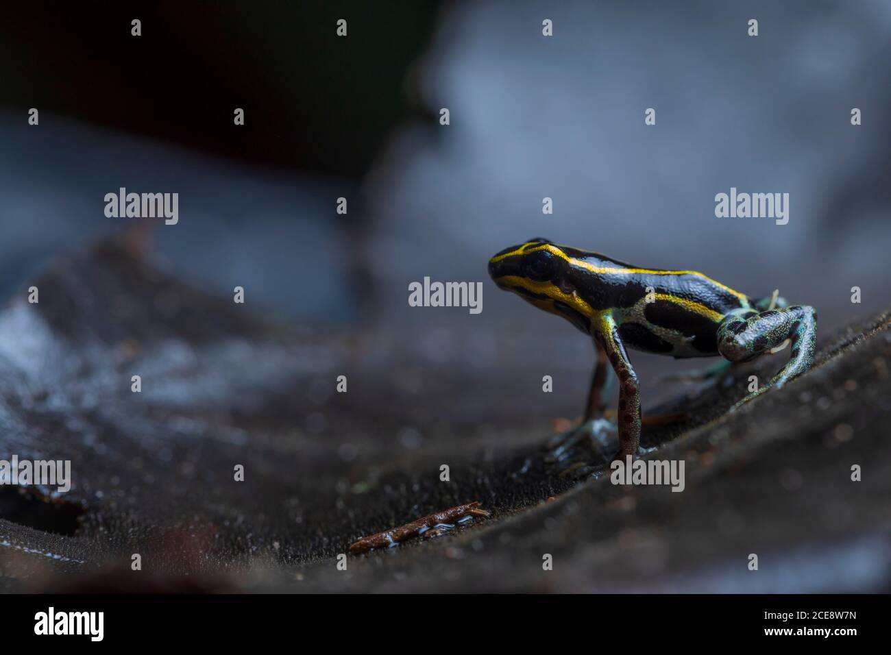 Gros plan de petite grenouille empoisonnée réticulée ou Ranitomeya ventrimaculata avec Des lignes jaunes au dos sont originaires de l'Amérique du Sud nature Banque D'Images