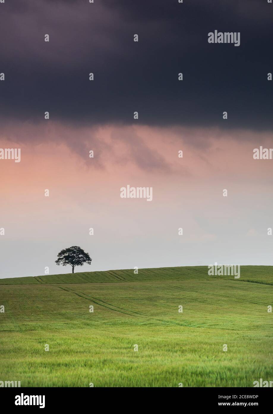 Une tempête estivale passe au-dessus d'un arbre solitaire à l'horizon. Banque D'Images
