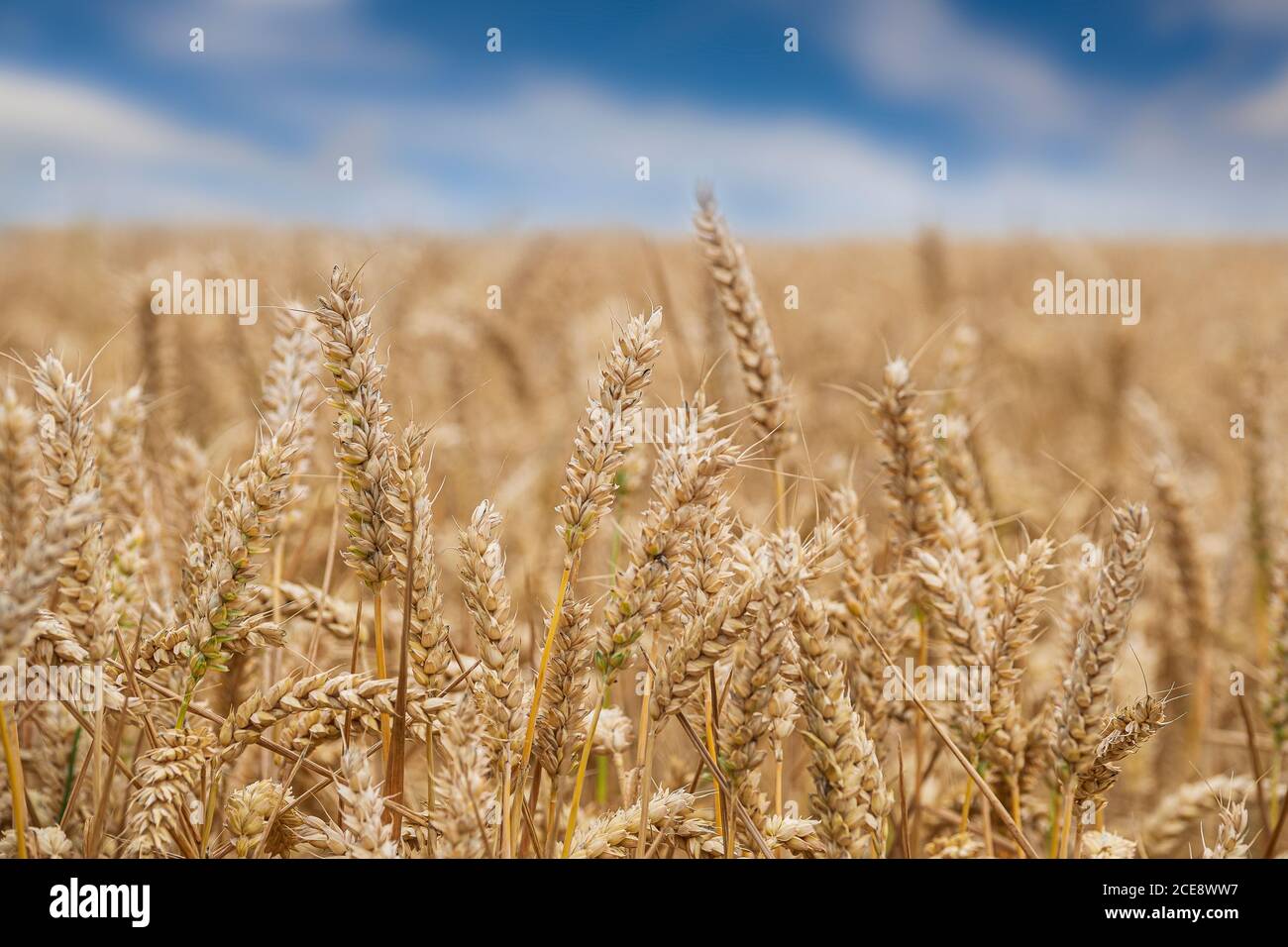Un champ de blé mûr. Banque D'Images