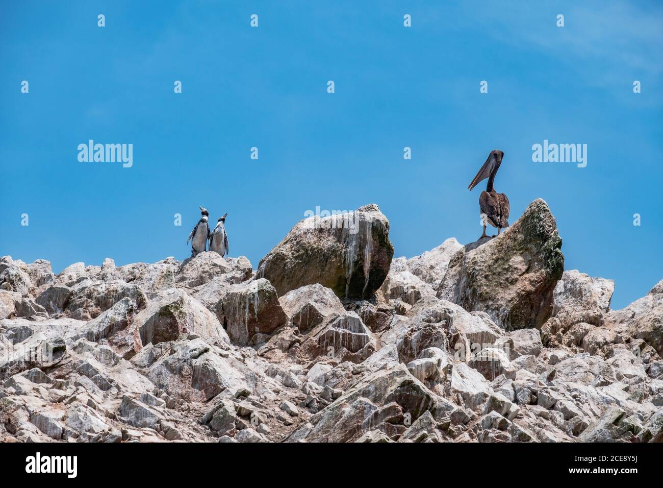 Un pélican regarde deux pingouins s'approcher de lui sur les îles Ballestas. Banque D'Images