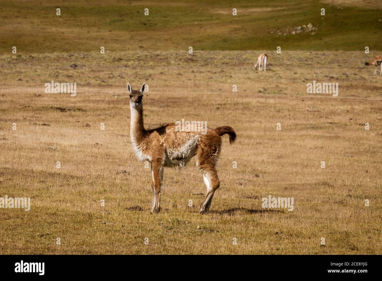 Un guanaco regardant la caméra. Banque D'Images