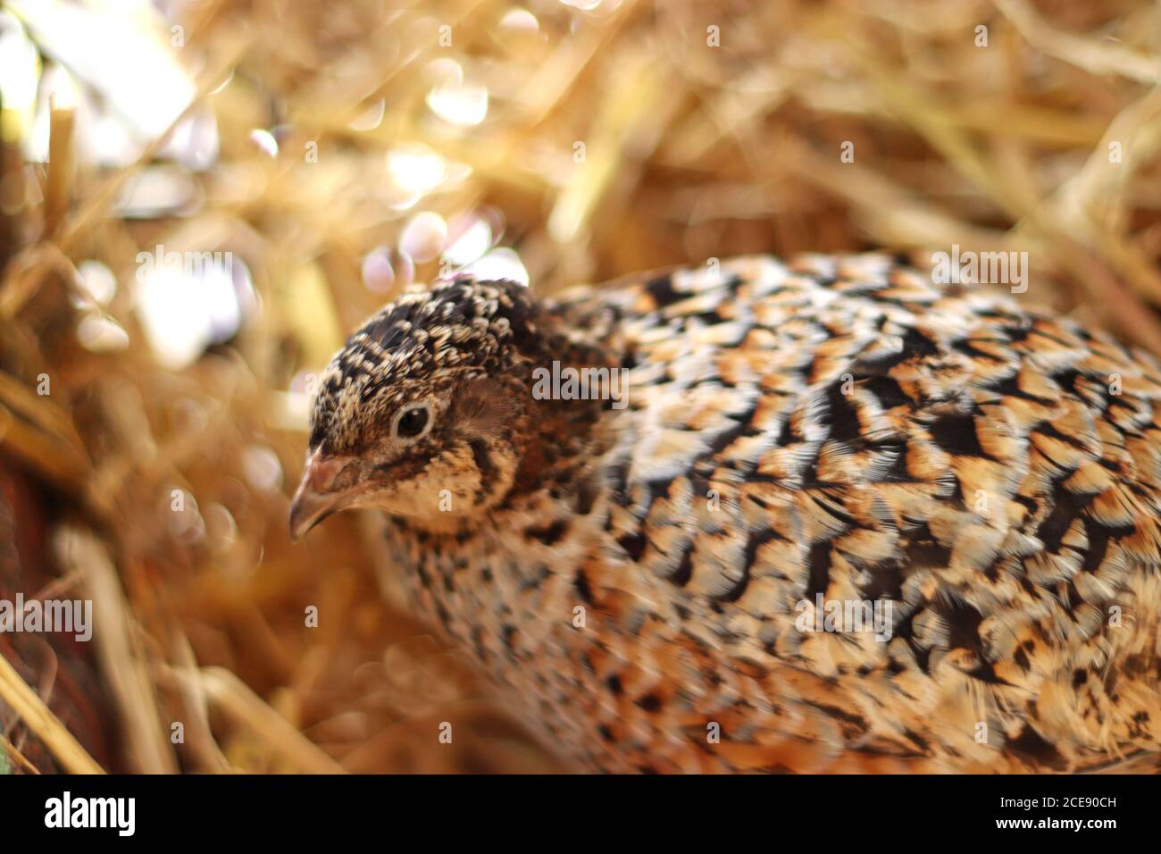 portrait d'un beau jeune caille japonais avec une paille arrière-plan Banque D'Images