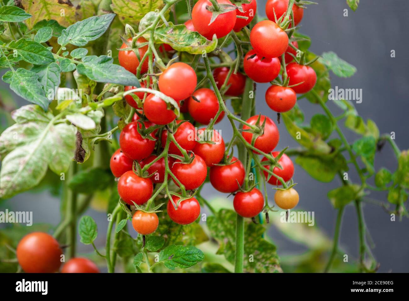 Tomates cerises en branche. Tomates rouges bio. Banque D'Images