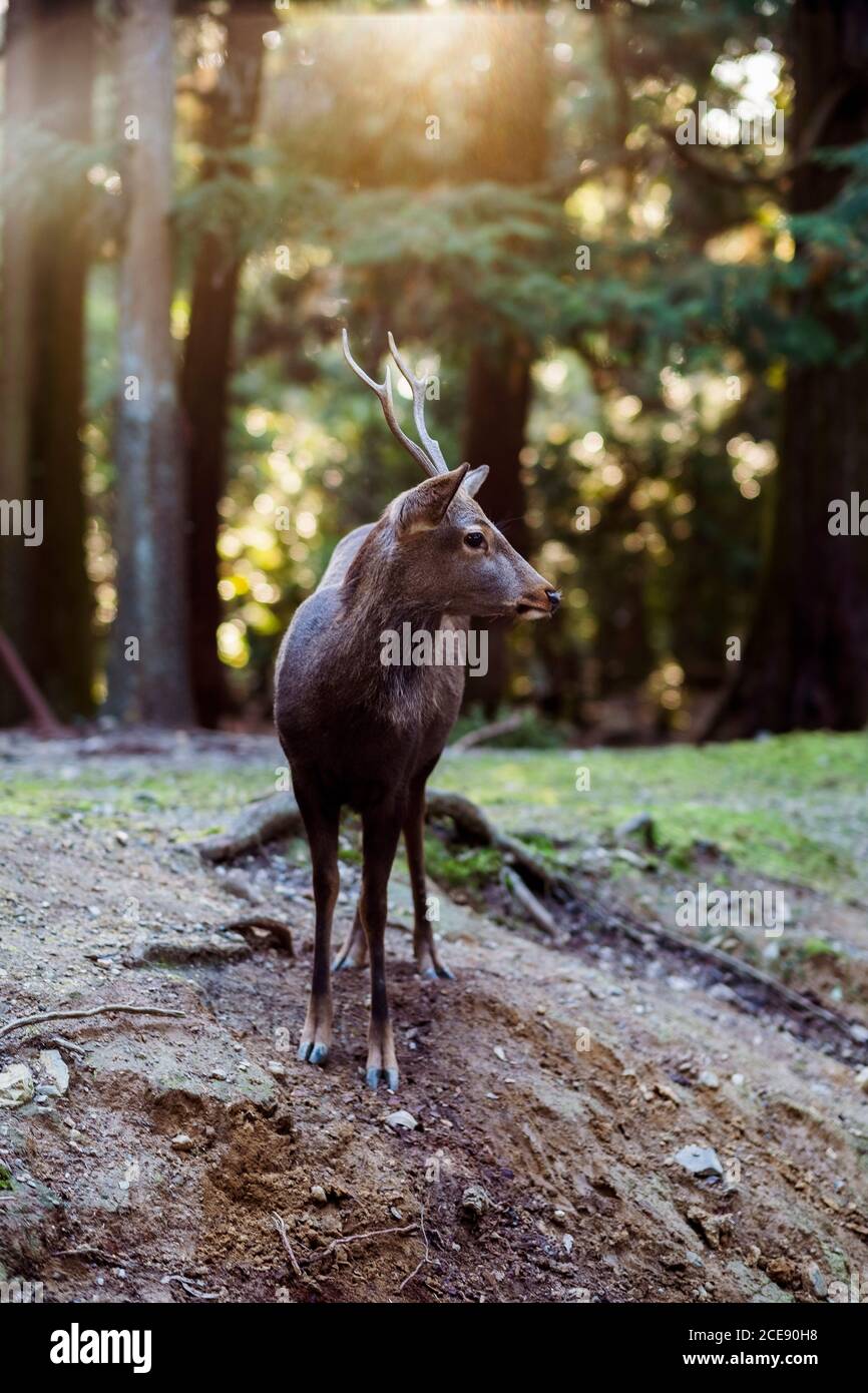 Un portrait d'un cerf dans le parc Nara au Japon. Banque D'Images