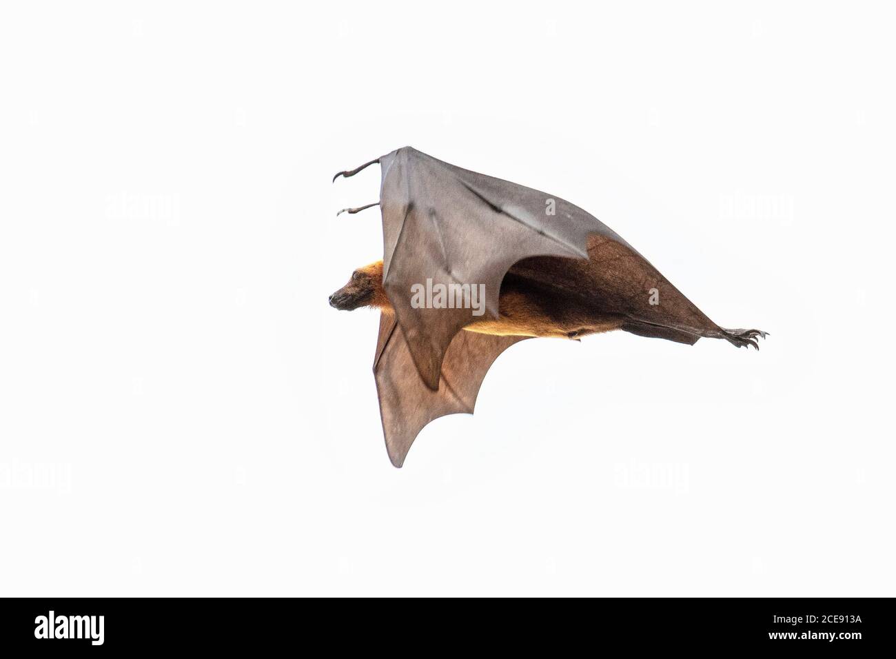 Sri Lanka, Waduwa, Life Ayurveda Resort. Le renard volant indien (Pteropus medius, anciennement Pteropus giganteus), également connu sous le nom de Bat de fruits indiens. Banque D'Images