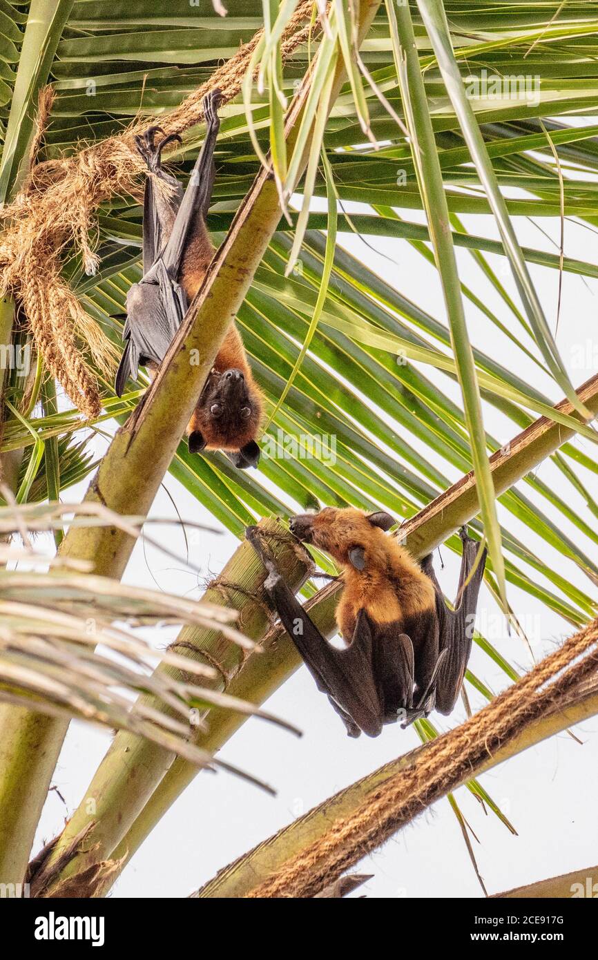 Sri Lanka, Waduwa, Life Ayurveda Resort. Le renard volant indien (Pteropus medius, anciennement Pteropus giganteus), également connu sous le nom de Bat de fruits indiens. Banque D'Images