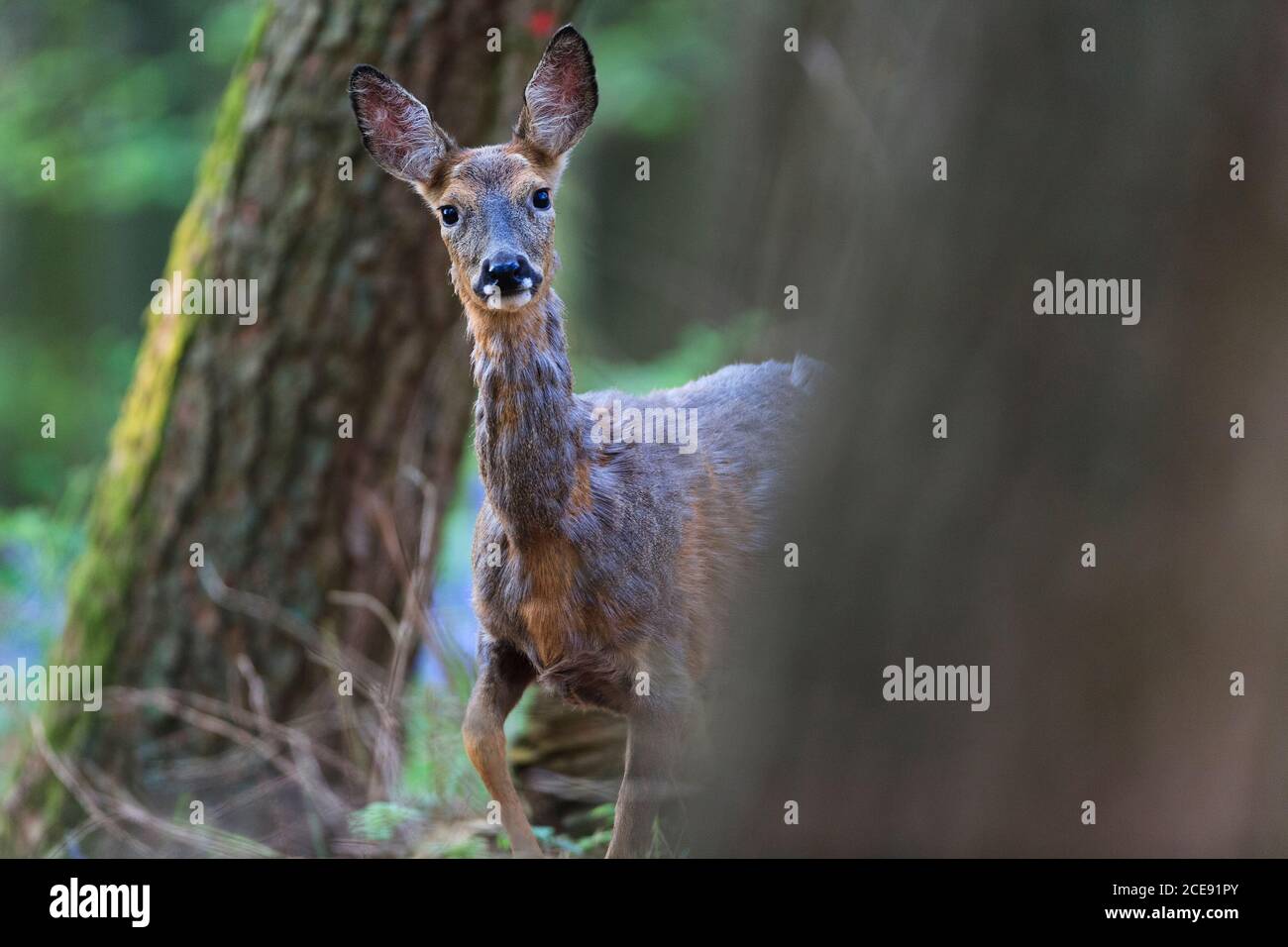 Un cerf de Roe solitaire dans un Bluebell Wood. Banque D'Images