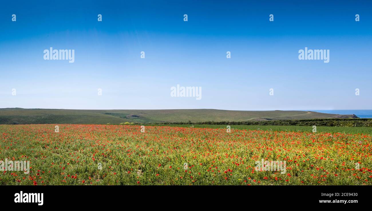 Une vue panoramique de la vue spectaculaire d'un champ de coquelicots papaver rhoeas croissant dans le cadre du projet des champs arables sur Pentire point West à Newquay, en Cornouailles. Banque D'Images