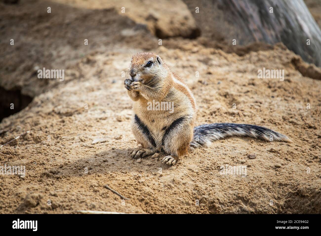 L'écureuil moulu terreau dans un sol meuble, souvent sous des arbres masots et des buissons de créosote. Xerospermophilus tereticaudus a une queue ronde. Banque D'Images