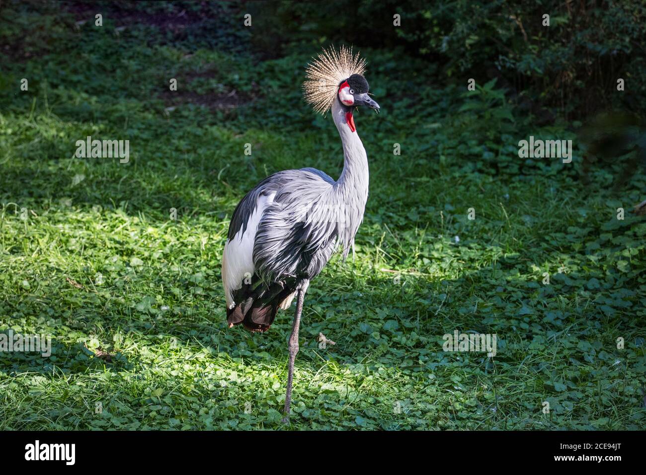 Grue oiseau debout sur l'herbe verte. Portrait de l'oiseau couronné. Banque D'Images