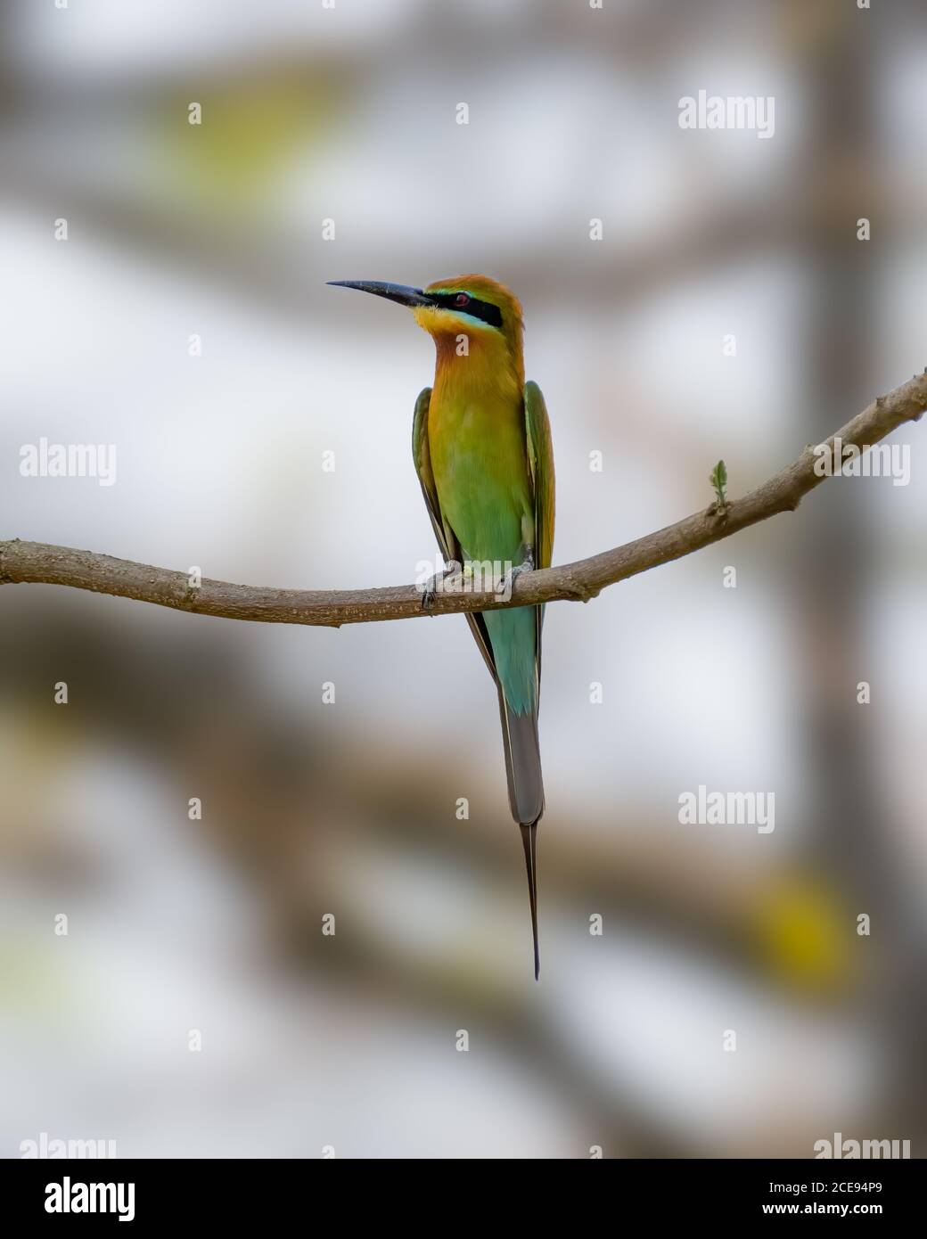 Un magnifique Bee-Eater à queue bleue (Merops philippinus), perché sur une branche. Banque D'Images