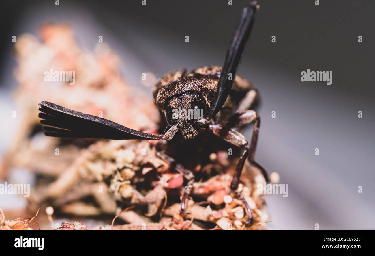 Rhipiceridae est une famille de coléoptères de cèdre, également connus sous le nom de coléoptères parasites de cicada, dans l'ordre des Coleoptères. Il y a environ 7 genres et 20 s décrits Banque D'Images