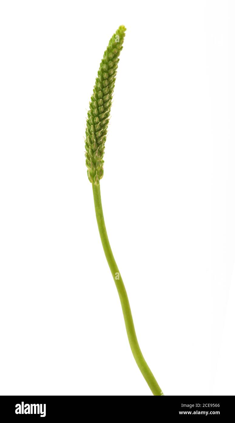 Oreille plantain à feuilles larges isolée sur fond blanc Banque D'Images