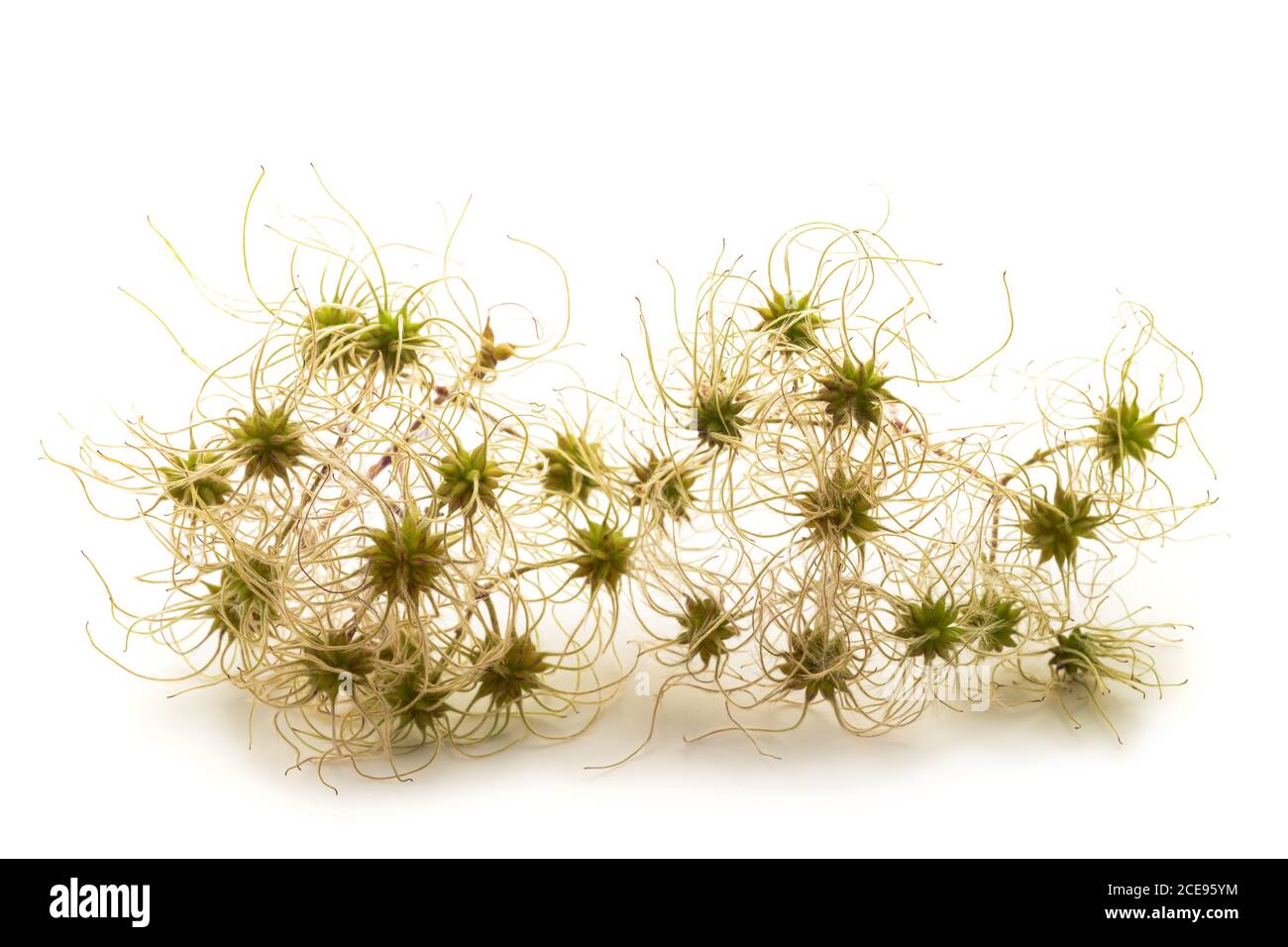 Clematis vitalba isolé sur fond blanc Banque D'Images