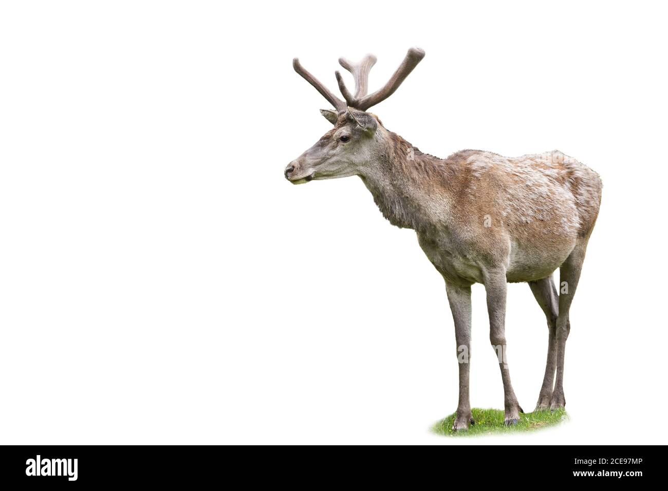 Cerf rouge adulte regardant de côté dans la nature de printemps isolée sur blanc Banque D'Images Cerf rouge adulte regardant de côté dans la nature de printemps isolée sur blanc Banque D'Images