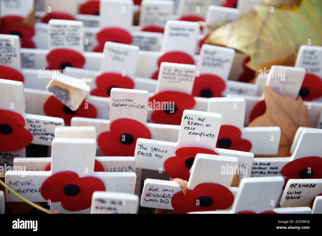 Un grand rassemblement de coquelicots et de croix pour le jour du souvenir Banque D'Images