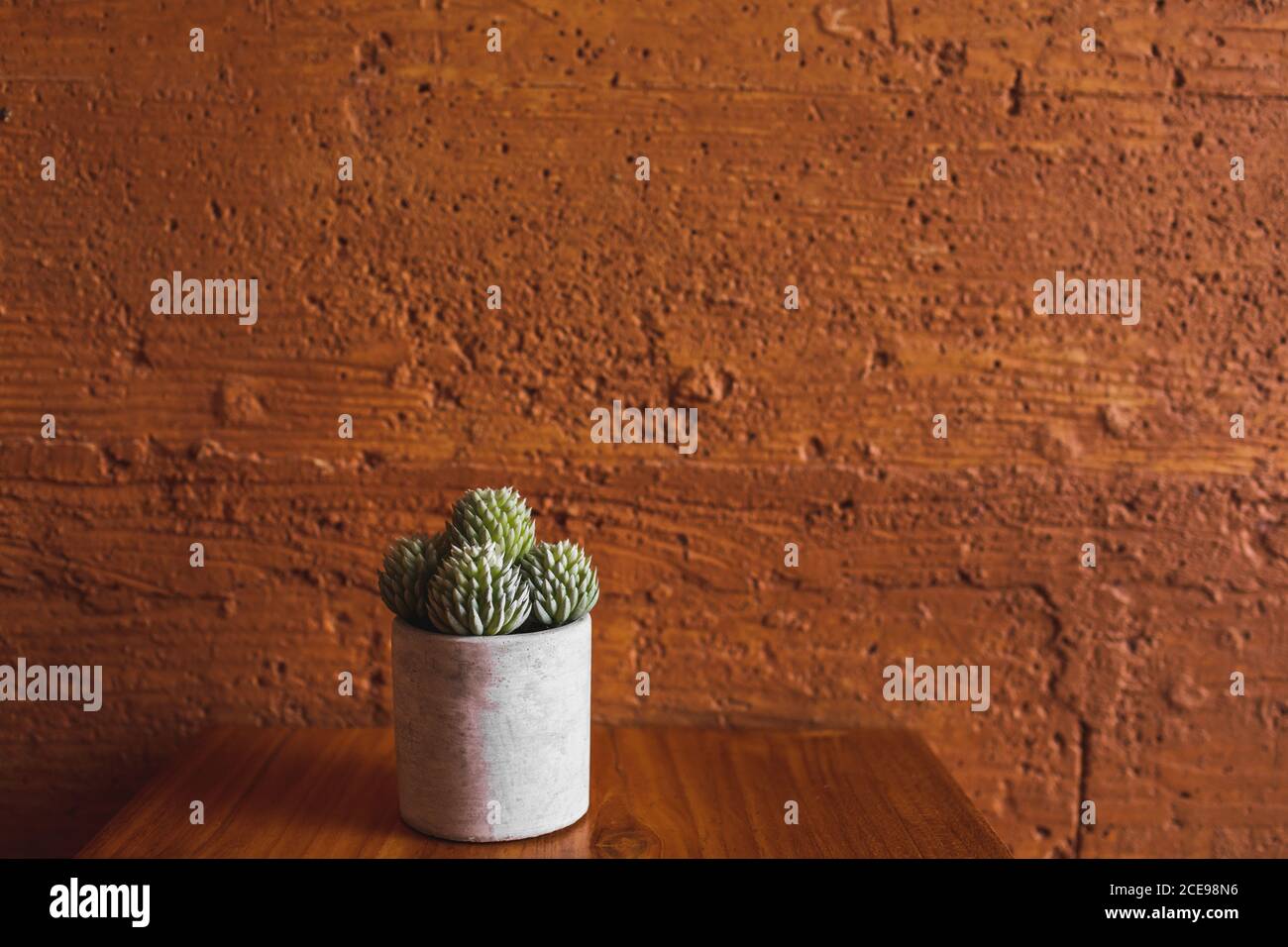 Plante succulente en pot de fleur blanc sur fond de mur de couleur terre  cuite. Texture argile orange ou ocre. Décoration intérieure moderne  minimaliste et jardinage Photo Stock - Alamy